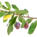 درخت آلوPlum Tree